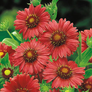 Gaillardia aristata - Burgundy - Colore intenso e fioritura prolungata - Gaillardia aristata