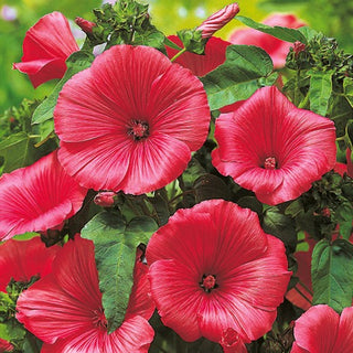 Malva Regina - Ruby Regis - Grandi fiori ornamentali per aiuole - Lavatera trimestris