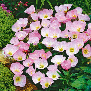 Enotera Rosa - Fioritura abbondante e prolungata, profumo delicato - Oenothera speciosa