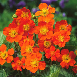 Geum coccineum - Gioiello rosso vivo delle aiuole - Geum coccineum