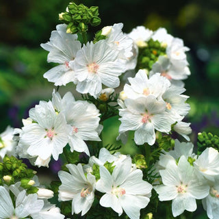 Malva Moschata - Bianco - Delicata, leggera e a fioritura prolungata - Malva moschata