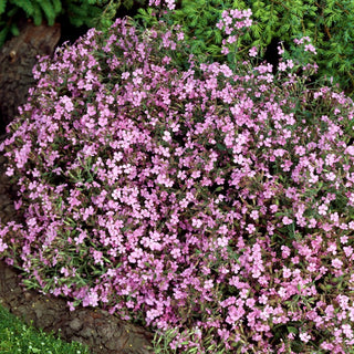 Saponaria Rossa - Fiori profumati in tonalità pastello - Saponaria ocymoides