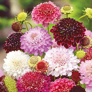 Scabiosa atropurpurea - Miscuglio - Miscela spettacolare di perenni - Scabiosa atropurpurea