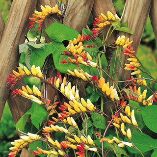 Mina lobata - Cascata di fiori rosso-gialli - Mina lobata