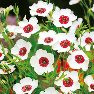 Lino a Fiori Grandi - Bianco con Centro Rosso - Facile da coltivare, ornamentale - Linum grandiflorum