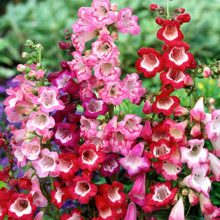 Penstemon Mixed - Colourful Flower Spectacle Throughout Summer, Ideal for Borders - Penstemon gentianoides - Premium Seeds