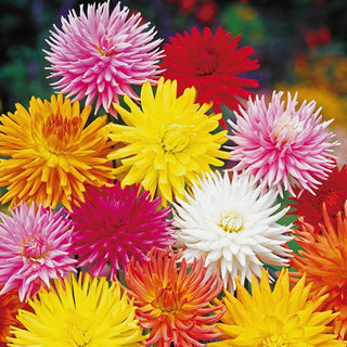 Dalia - Cactus Miscuglio - Fiori dai petali straordinari - Dahlia pinnata