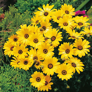 Dimorphothéca sinuata - Giallo - Ideale per zone secche e soleggiate - Dimorphotheca sinuata
