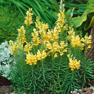 Linajola Comune - Bellezza incantevole delle bordure campestri - Linaria vulgaris
