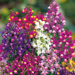 Linaria marocchina - Tappeto colorato per il giardino estivo - Linaria maroccana