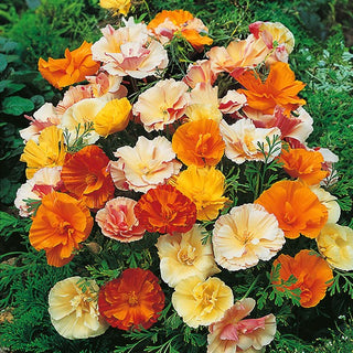 Escolzia della California - Ballerina - Doppia Miscuglio - Leggera, eterea e resistente alla siccità - Eschscholzia californica