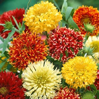 Gaillardia pulchella - Doppia Miscuglio - Fiori pieni, dai colori intensi - Gaillardia pulchella