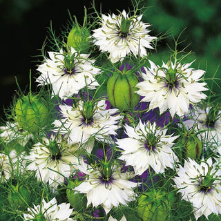 Nigella di Damasco - Bianco - Bianco etereo per aiuole e bouquet - Nigella damascena
