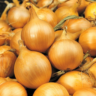Cipolla - Sochaczewska - Rese affidabili, eccellente capacità di conservazione - Busta Grande - 100 g