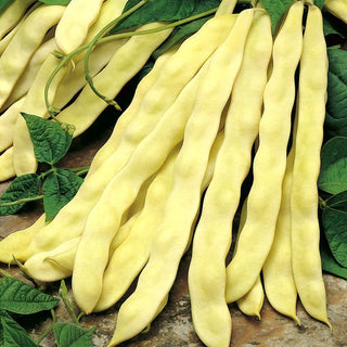 Fagiolo rampicante Goldmarie - Enormi baccelli gialli, carnosi e totalmente senza filo - Confezione Mega - 500 g