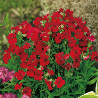Nemesia - Fire King - Rosso intenso a portamento compatto - Nemesia strumosa