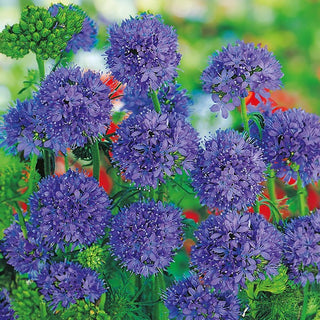 Gilia capitata - Ideale per prati fioriti e aiuole - Gilia capitata