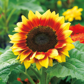 Girasole - Twilight Zone - Unico, in fiore fino all’autunno - Helianthus annuus
