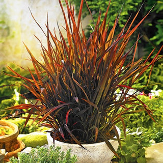 Riso Ornamentale - Black Madras - Decorativa ed elegante per il giardino - Oryza sativa
