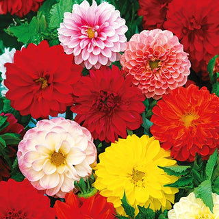 Dalia Nana - Opera - Doppia Miscuglio - Ideale per vasi e bordure - Dahlia pinnata