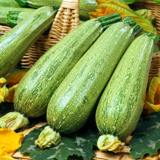 Zucchino - Nimba - Zucchina pronta per il raccolto dopo soli 40 giorni - Busta Grande - 100 g