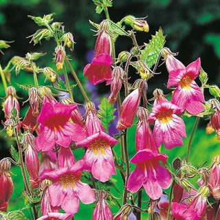 Rehmannia - Fiori lunghi, tubolari, dall’aspetto naturalistico - Rehmannia angulata