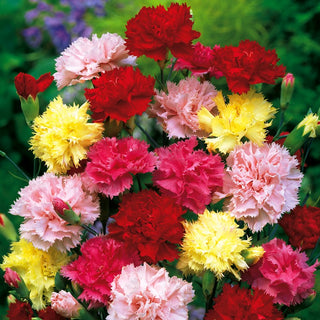Garofano - Vienna Miscuglio - Miscela resistente all’estate, Fiori su steli robusti - Dianthus caryophyllus