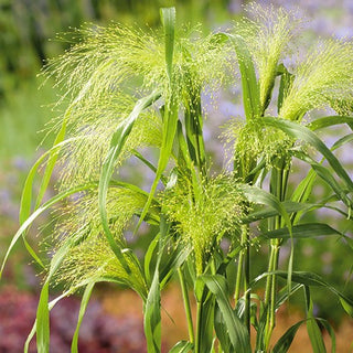 Panicum elegans - Panicum elegans - Pannocchie spettacolari e ariose - Panicum elegans