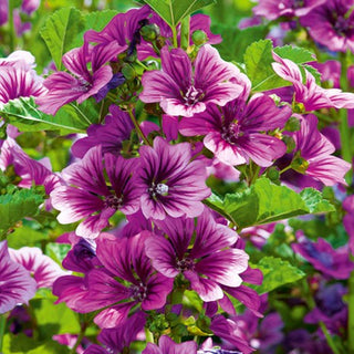 Malva Mauritiana - Decorativa, di un viola intenso - Malva sylvestris L. var. mauritiana