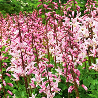 Dittamo - Resistente alla siccità pianta da giardino - Dictamnus fraxinella
