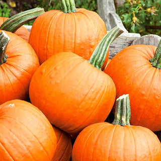 BIO Zucca Jack O'Lantern - Decorazione autunnale ecologica
