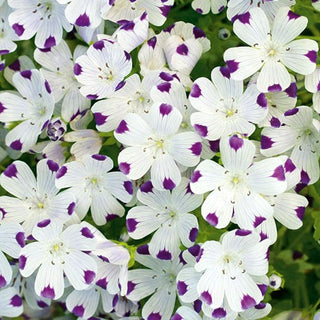 Nemophila con Macchie - Motivo interessante, spettacolare e originale - Nemophila maculata