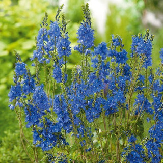 Veronica Maggiore - Colore intenso e brillante che dura nel tempo - Veronica teucrium