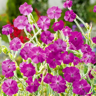 Crotonella Coronaria - Decorazione per aiuole e muretti - Lychnis coronaria
