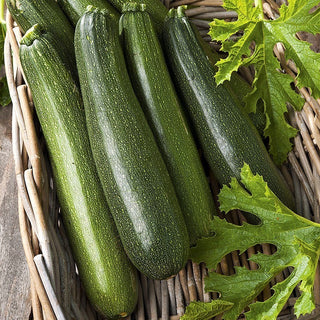 Zucchino - Astra Polka - Molto produttivo, resistente e ricco di vitamine - Confezione Mega - 500 g