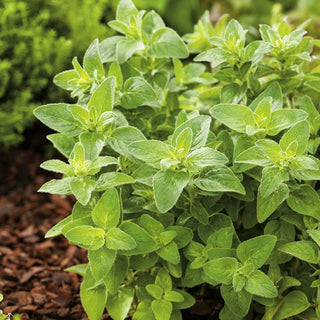 BIO Origano Comune - Aroma italiano fresco dall’orto - Origanum vulgare