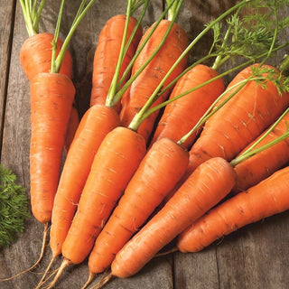 Carota Nantejska Polana - Dolce e croccante, perfetta per le insalate - Busta Grande - 50 g
