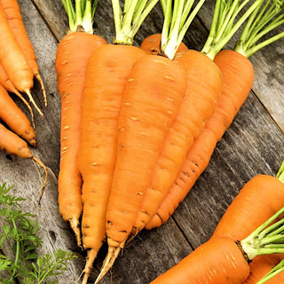 Carrot Flakkese 2 - Exceptionally Productive, Crunchy and Sweet - Premium Seeds