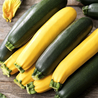 Zucchino - miscuglio di varietà - Miscela di zucchine per ogni tipo di orto - 100 g