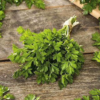 Gigante d'Italia Parsley - Abundant Yields Throughout the Season, Perfect for Soups and Salads - Premium Seeds