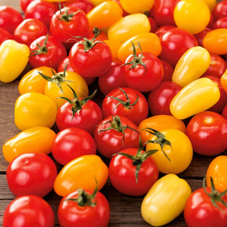 Pomodoro ciliegino - Miscela Di Varietà Colorate - Piccoli, dolci, succosi, perfetti per insalate