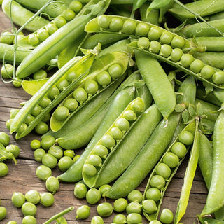 Wrinkled Pea KELVEDON WONDER - Fast-Growing, Perfect for Freezing and Consumption - Pisum sativum - Premium Seeds