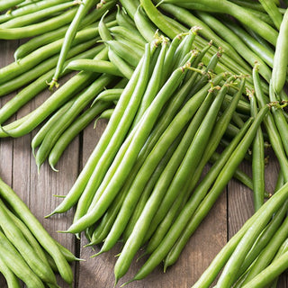 Fagiolo nano Ferrari - Varietà per giardinieri esigenti - 500 g