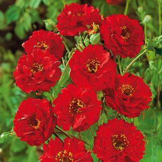 Geum chiloense - Mrs. Bradshaw - Pianta perenne dal fascino unico - Geum chiloense