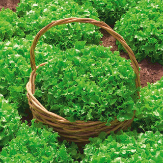 BIO Lattuga - Salad Bowl - Successo dell’insalata in versione biologica