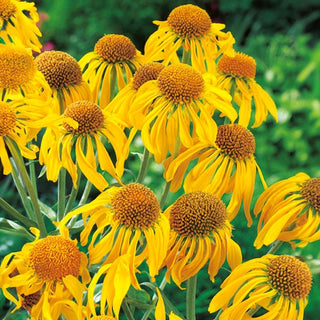 Elenio Hoopesii - Facile da coltivare pianta perenne - Helenium hoopesii