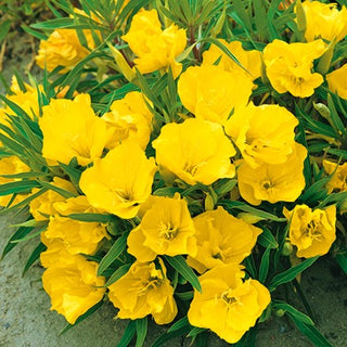 Enotera del Missouri - Strisciante, ornamentale per scarpate - Oenothera missouriensis