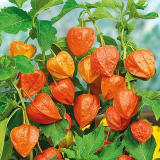 Alchechengi - Decorazione per aiuole e bouquet secchi - Physalis alkekengi var. franchetii