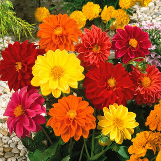 Dalia Unwins - Miscuglio dallo stile leggero e naturale - Dahlia pinnata