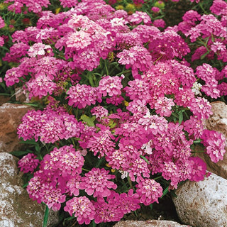 Iberide Rossa - Rosa Cardinal - Ideale per bordure, aiuole e vaso - Iberis umbellata